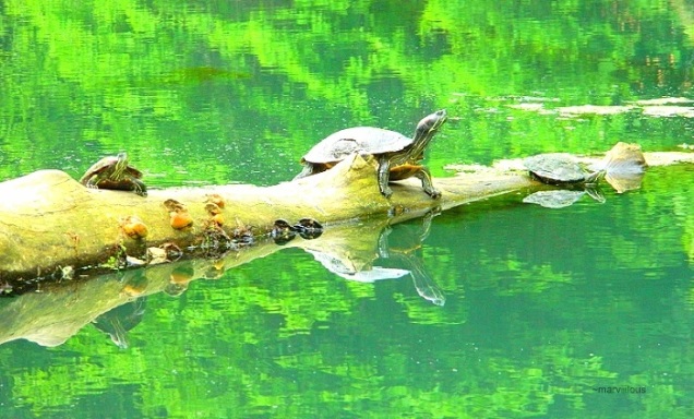 turtlelog
